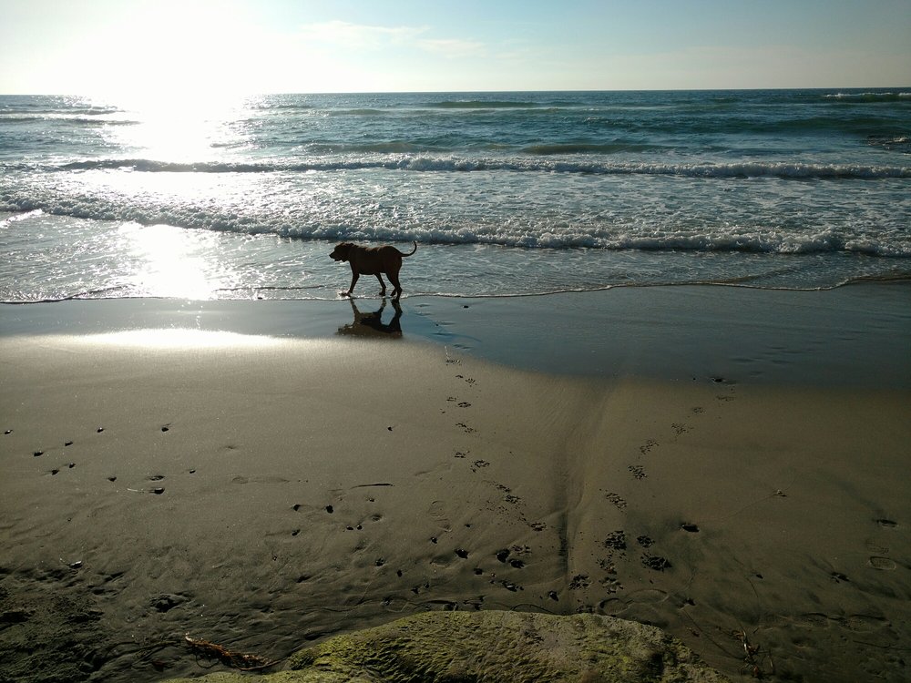 Del Mar Dog Beach