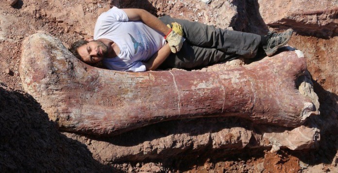 Dinosaur femur