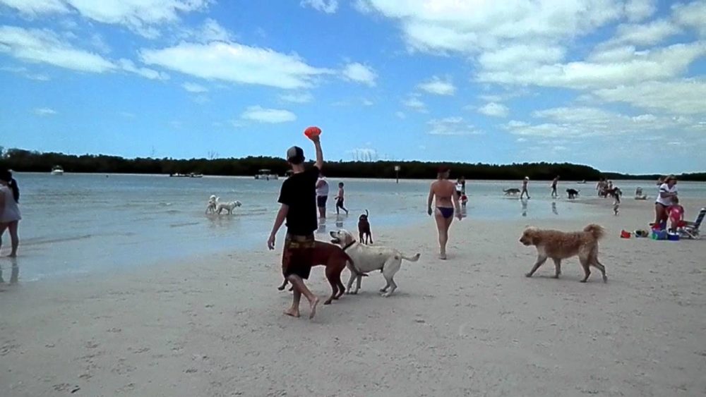 Dog Beach Fort Myers Beach, Florida