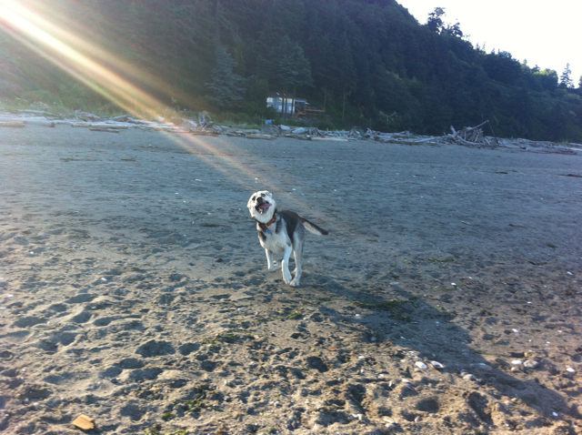 Double Bluff Beach Whidbey Island, Washington