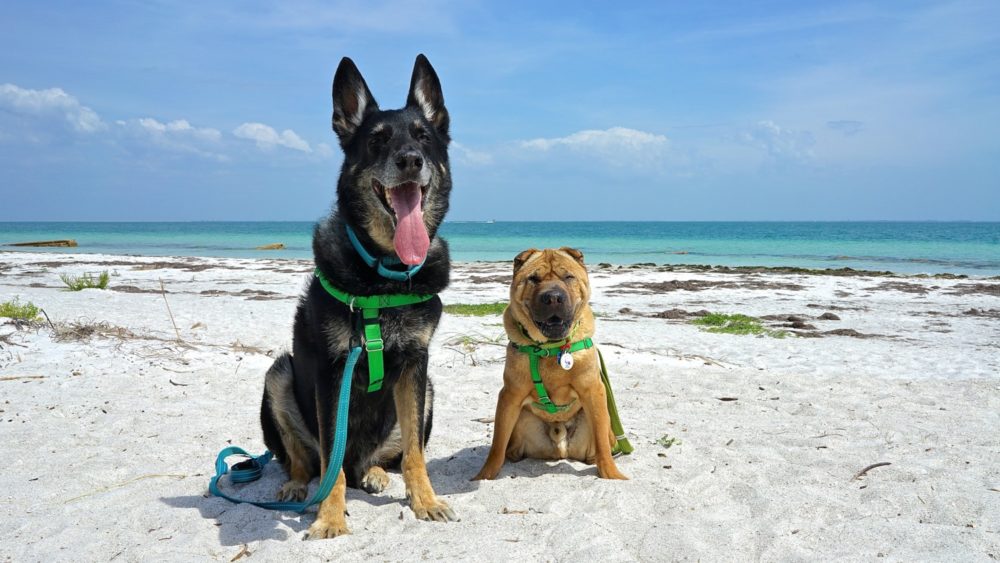 Fort DeSoto Beach Park Tierra Verde, Florida