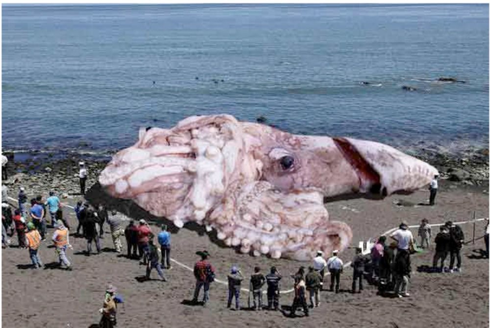 Giant Squid