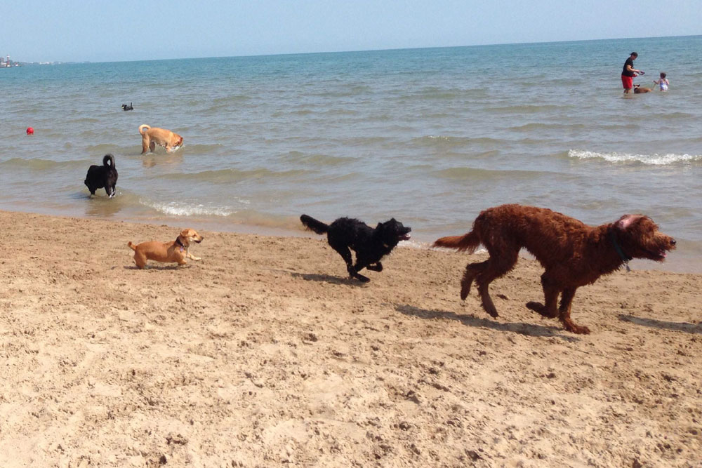 Montrose Dog Beach