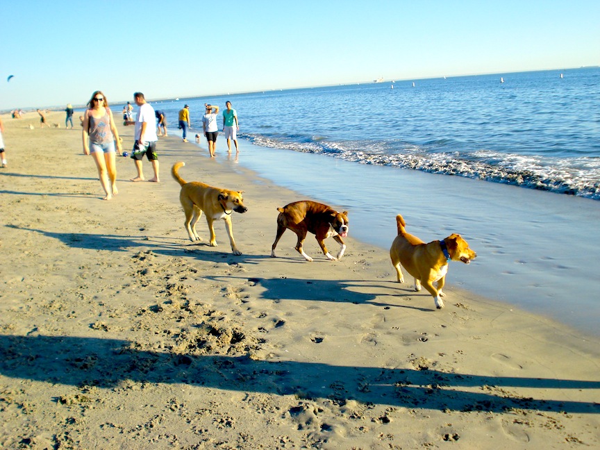 Rosie’s Dog Beach Long Beach, California