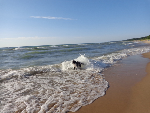 Warren Dunes State Park: Sawyer, Michigan