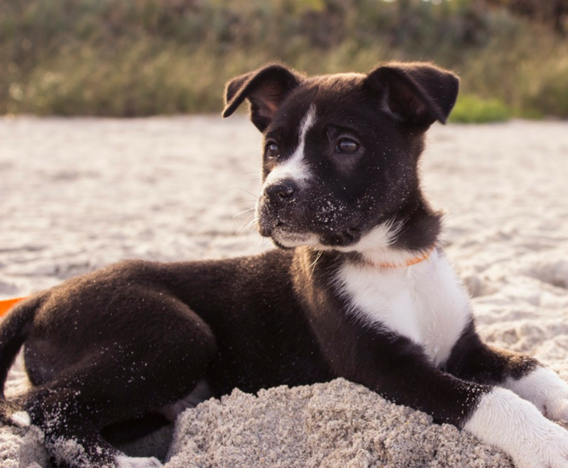 9 Best Dog-Friendly Beaches in the U.S. - Montrose Dog Beach, Sawyer,